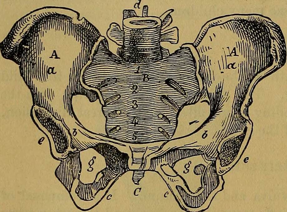 An illustration from The origin of life and process of reproduction in plants and animals : with the anatomy and physiology of the human generative system, male and female, and the causes, prevention and cure of the special diseases to which it is liable : a plain, practical treatise, for popular use / by Dr. F. Hollick ; illustrated by engravings and colored plates., 1902, leaf 864