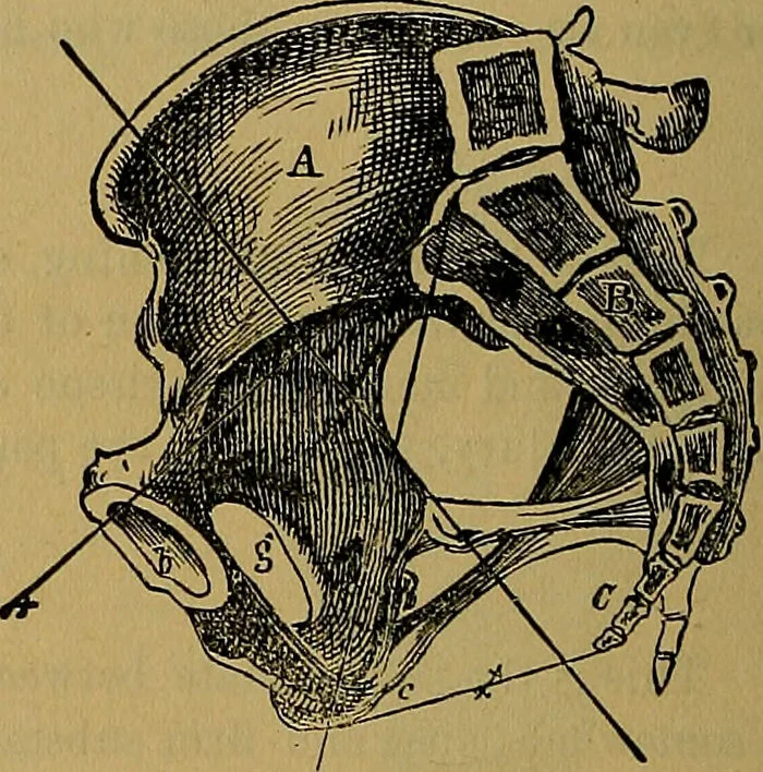 An illustration from The origin of life and process of reproduction in plants and animals : with the anatomy and physiology of the human generative system, male and female, and the causes, prevention and cure of the special diseases to which it is liable : a plain, practical treatise, for popular use / by Dr. F. Hollick ; illustrated by engravings and colored plates., 1902, leaf 864