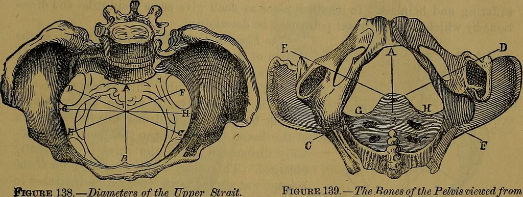 An illustration from The origin of life and process of reproduction in plants and animals : with the anatomy and physiology of the human generative system, male and female, and the causes, prevention and cure of the special diseases to which it is liable : a plain, practical treatise, for popular use / by Dr. F. Hollick ; illustrated by engravings and colored plates., 1902, leaf 865
