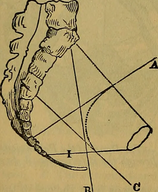 An illustration from The origin of life and process of reproduction in plants and animals : with the anatomy and physiology of the human generative system, male and female, and the causes, prevention and cure of the special diseases to which it is liable : a plain, practical treatise, for popular use / by Dr. F. Hollick ; illustrated by engravings and colored plates., 1902, leaf 866