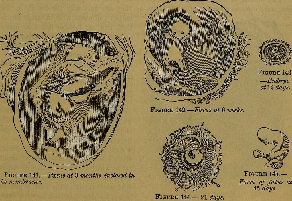 An illustration from The origin of life and process of reproduction in plants and animals : with the anatomy and physiology of the human generative system, male and female, and the causes, prevention and cure of the special diseases to which it is liable : a plain, practical treatise, for popular use / by Dr. F. Hollick ; illustrated by engravings and colored plates., 1902, leaf 867
