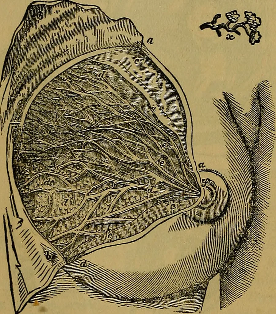 An illustration from The origin of life and process of reproduction in plants and animals : with the anatomy and physiology of the human generative system, male and female, and the causes, prevention and cure of the special diseases to which it is liable : a plain, practical treatise, for popular use / by Dr. F. Hollick ; illustrated by engravings and colored plates., 1902, leaf 868