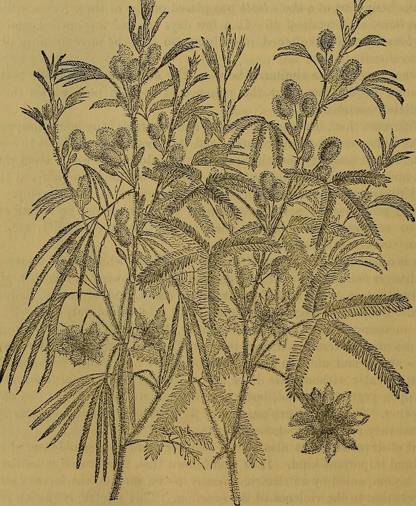 An illustration from The origin of life and process of reproduction in plants and animals : with the anatomy and physiology of the human generative system, male and female, and the causes, prevention and cure of the special diseases to which it is liable : a plain, practical treatise, for popular use / by Dr. F. Hollick ; illustrated by engravings and colored plates., 1902, leaf 88