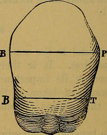 An illustration from The origin of life and process of reproduction in plants and animals : with the anatomy and physiology of the human generative system, male and female, and the causes, prevention and cure of the special diseases to which it is liable : a plain, practical treatise, for popular use / by Dr. F. Hollick ; illustrated by engravings and colored plates., 1902, leaf 892