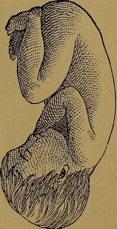 An illustration from The origin of life and process of reproduction in plants and animals : with the anatomy and physiology of the human generative system, male and female, and the causes, prevention and cure of the special diseases to which it is liable : a plain, practical treatise, for popular use / by Dr. F. Hollick ; illustrated by engravings and colored plates., 1902, leaf 893