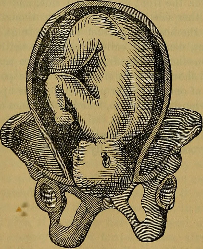 An illustration from The origin of life and process of reproduction in plants and animals : with the anatomy and physiology of the human generative system, male and female, and the causes, prevention and cure of the special diseases to which it is liable : a plain, practical treatise, for popular use / by Dr. F. Hollick ; illustrated by engravings and colored plates., 1902, leaf 904