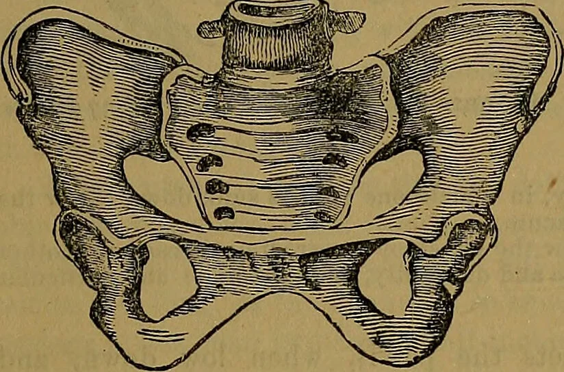 An illustration from The origin of life and process of reproduction in plants and animals : with the anatomy and physiology of the human generative system, male and female, and the causes, prevention and cure of the special diseases to which it is liable : a plain, practical treatise, for popular use / by Dr. F. Hollick ; illustrated by engravings and colored plates., 1902, leaf 947