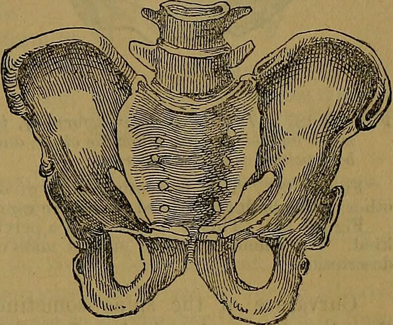 An illustration from The origin of life and process of reproduction in plants and animals : with the anatomy and physiology of the human generative system, male and female, and the causes, prevention and cure of the special diseases to which it is liable : a plain, practical treatise, for popular use / by Dr. F. Hollick ; illustrated by engravings and colored plates., 1902, leaf 947