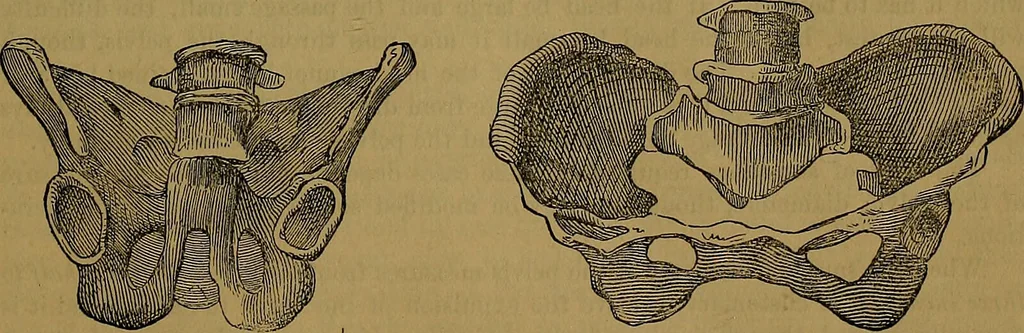 An illustration from The origin of life and process of reproduction in plants and animals : with the anatomy and physiology of the human generative system, male and female, and the causes, prevention and cure of the special diseases to which it is liable : a plain, practical treatise, for popular use / by Dr. F. Hollick ; illustrated by engravings and colored plates., 1902, leaf 947