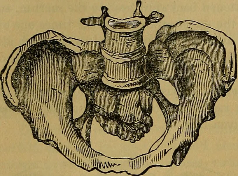 An illustration from The origin of life and process of reproduction in plants and animals : with the anatomy and physiology of the human generative system, male and female, and the causes, prevention and cure of the special diseases to which it is liable : a plain, practical treatise, for popular use / by Dr. F. Hollick ; illustrated by engravings and colored plates., 1902, leaf 948