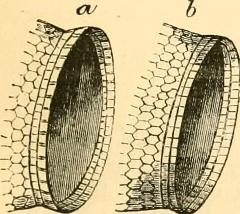 An illustration from The microscope : its history, construction, and application, being a familiar introduction to the use of the instrument, and the study of microscopial science / By Jabez Hogg ... with upwards of five hundred engravings and coloured illustrations by Tuffen West., 1867, leaf 139