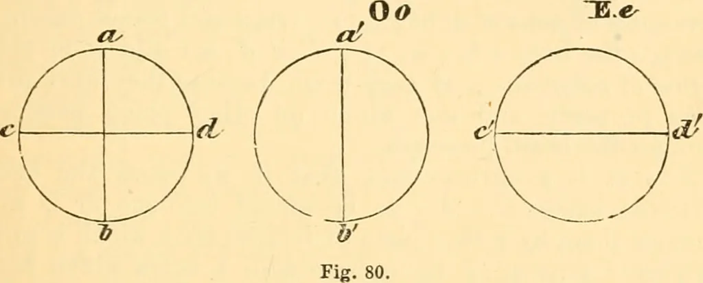 An illustration from The microscope : its history, construction, and application, being a familiar introduction to the use of the instrument, and the study of microscopial science / By Jabez Hogg ... with upwards of five hundred engravings and coloured illustrations by Tuffen West., 1867, leaf 159