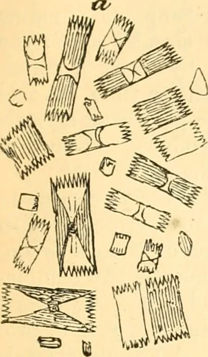 An illustration from The microscope : its history, construction, and application, being a familiar introduction to the use of the instrument, and the study of microscopial science / By Jabez Hogg ... with upwards of five hundred engravings and coloured illustrations by Tuffen West., 1867, leaf 175