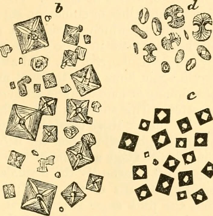 An illustration from The microscope : its history, construction, and application, being a familiar introduction to the use of the instrument, and the study of microscopial science / By Jabez Hogg ... with upwards of five hundred engravings and coloured illustrations by Tuffen West., 1867, leaf 175