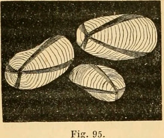 An illustration from The microscope : its history, construction, and application, being a familiar introduction to the use of the instrument, and the study of microscopial science / By Jabez Hogg ... with upwards of five hundred engravings and coloured illustrations by Tuffen West., 1867, leaf 180
