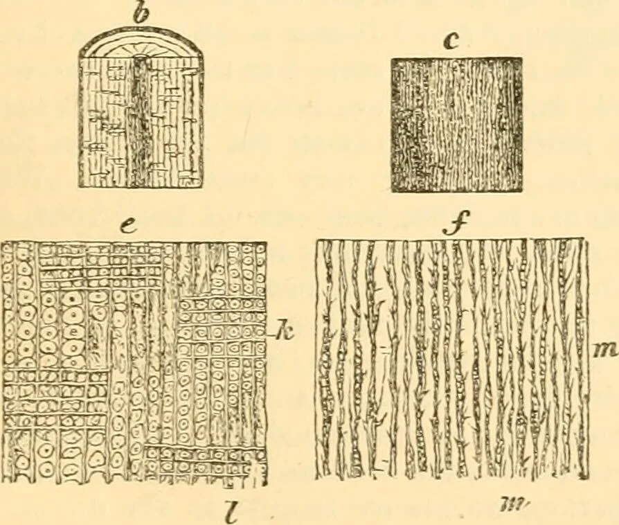 An illustration from The microscope : its history, construction, and application, being a familiar introduction to the use of the instrument, and the study of microscopial science / By Jabez Hogg ... with upwards of five hundred engravings and coloured illustrations by Tuffen West., 1867, leaf 233
