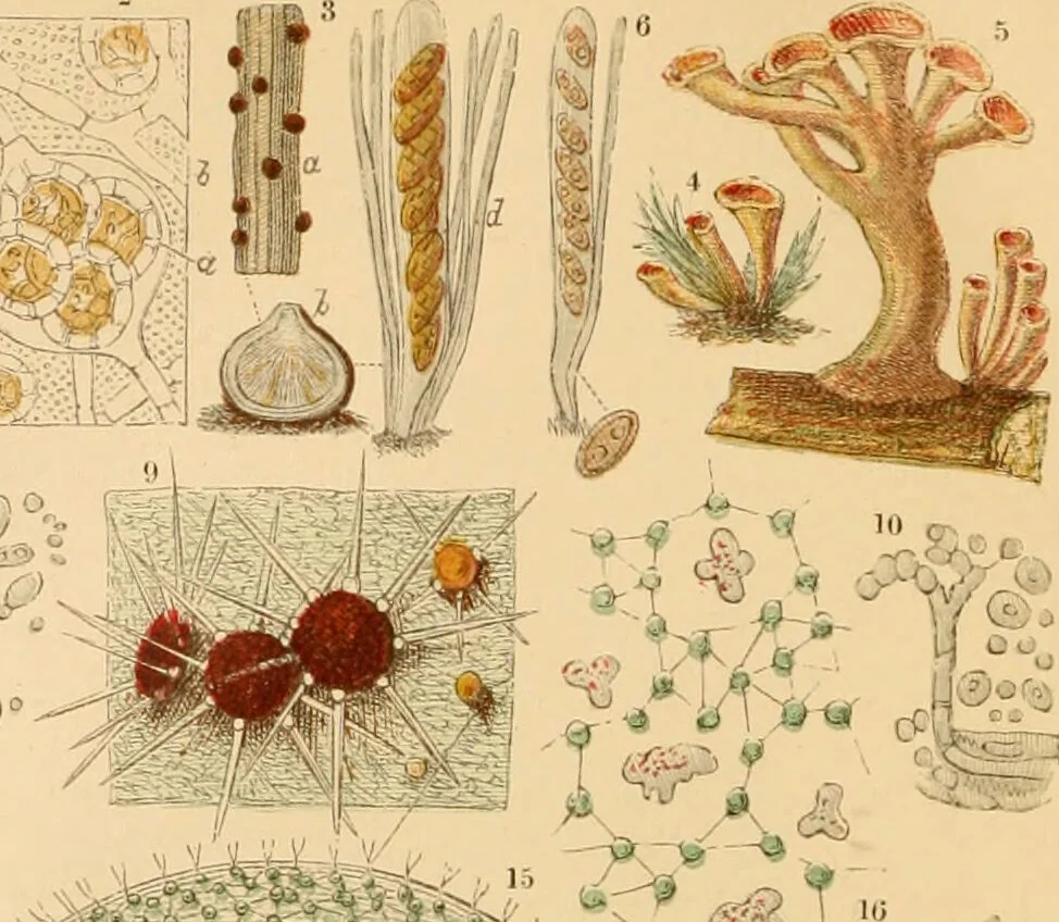 An illustration from The microscope : its history, construction, and application, being a familiar introduction to the use of the instrument, and the study of microscopial science / By Jabez Hogg ... with upwards of five hundred engravings and coloured illustrations by Tuffen West., 1867, leaf 282