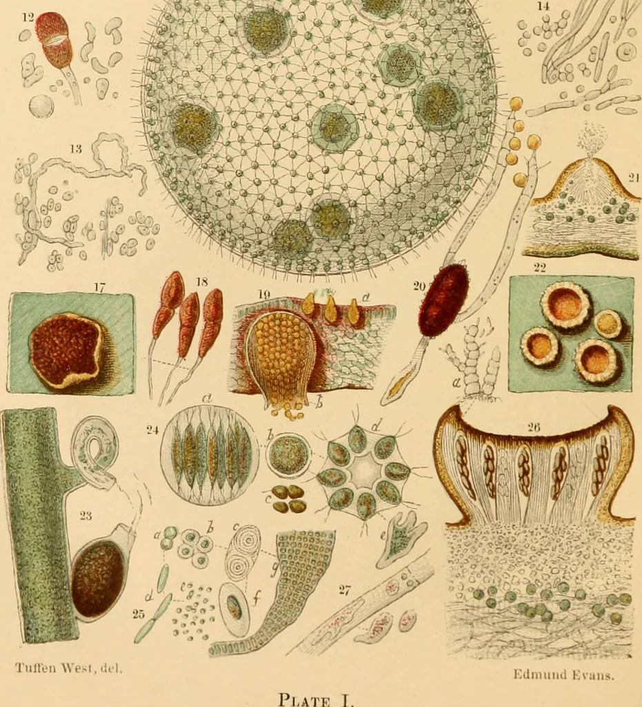 An illustration from The microscope : its history, construction, and application, being a familiar introduction to the use of the instrument, and the study of microscopial science / By Jabez Hogg ... with upwards of five hundred engravings and coloured illustrations by Tuffen West., 1867, leaf 282