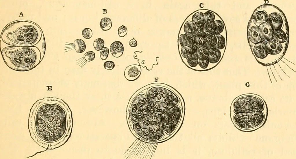 An illustration from The microscope : its history, construction, and application, being a familiar introduction to the use of the instrument, and the study of microscopial science / By Jabez Hogg ... with upwards of five hundred engravings and coloured illustrations by Tuffen West., 1867, leaf 287