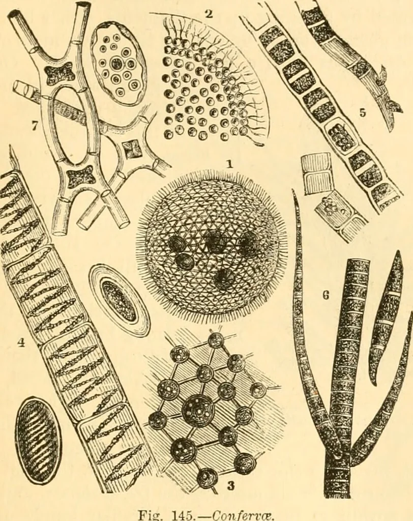 An illustration from The microscope : its history, construction, and application, being a familiar introduction to the use of the instrument, and the study of microscopial science / By Jabez Hogg ... with upwards of five hundred engravings and coloured illustrations by Tuffen West., 1867, leaf 295