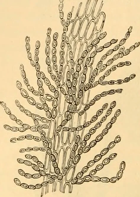 An illustration from The microscope : its history, construction, and application, being a familiar introduction to the use of the instrument, and the study of microscopial science / By Jabez Hogg ... with upwards of five hundred engravings and coloured illustrations by Tuffen West., 1867, leaf 296