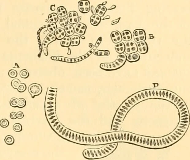 An illustration from The microscope : its history, construction, and application, being a familiar introduction to the use of the instrument, and the study of microscopial science / By Jabez Hogg ... with upwards of five hundred engravings and coloured illustrations by Tuffen West., 1867, leaf 299