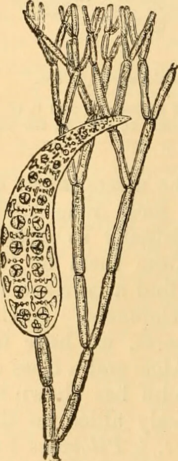 An illustration from The microscope : its history, construction, and application, being a familiar introduction to the use of the instrument, and the study of microscopial science / By Jabez Hogg ... with upwards of five hundred engravings and coloured illustrations by Tuffen West., 1867, leaf 300
