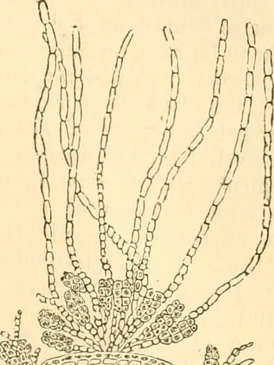 An illustration from The microscope : its history, construction, and application, being a familiar introduction to the use of the instrument, and the study of microscopial science / By Jabez Hogg ... with upwards of five hundred engravings and coloured illustrations by Tuffen West., 1867, leaf 303