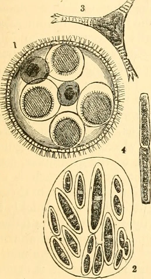 An illustration from The microscope : its history, construction, and application, being a familiar introduction to the use of the instrument, and the study of microscopial science / By Jabez Hogg ... with upwards of five hundred engravings and coloured illustrations by Tuffen West., 1867, leaf 305