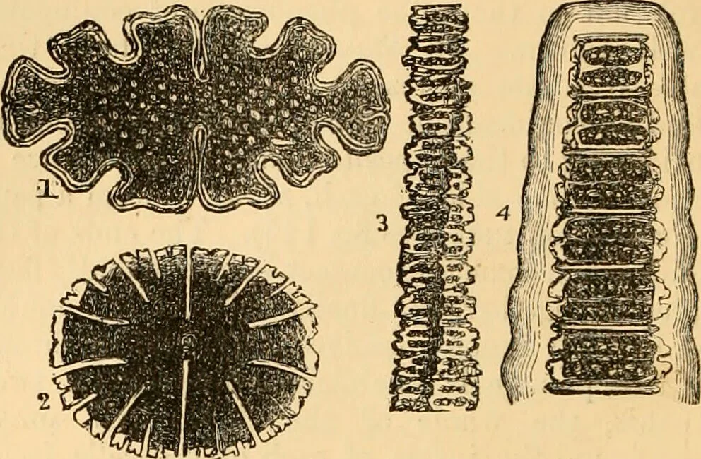 An illustration from The microscope : its history, construction, and application, being a familiar introduction to the use of the instrument, and the study of microscopial science / By Jabez Hogg ... with upwards of five hundred engravings and coloured illustrations by Tuffen West., 1867, leaf 310