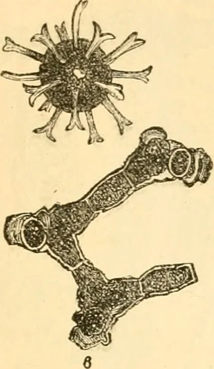 An illustration from The microscope : its history, construction, and application, being a familiar introduction to the use of the instrument, and the study of microscopial science / By Jabez Hogg ... with upwards of five hundred engravings and coloured illustrations by Tuffen West., 1867, leaf 311