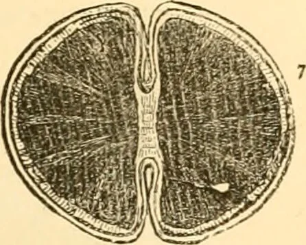 An illustration from The microscope : its history, construction, and application, being a familiar introduction to the use of the instrument, and the study of microscopial science / By Jabez Hogg ... with upwards of five hundred engravings and coloured illustrations by Tuffen West., 1867, leaf 311