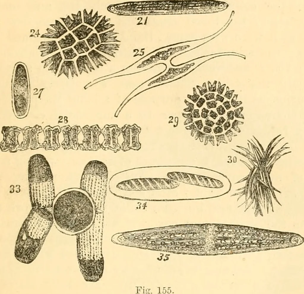 An illustration from The microscope : its history, construction, and application, being a familiar introduction to the use of the instrument, and the study of microscopial science / By Jabez Hogg ... with upwards of five hundred engravings and coloured illustrations by Tuffen West., 1867, leaf 313