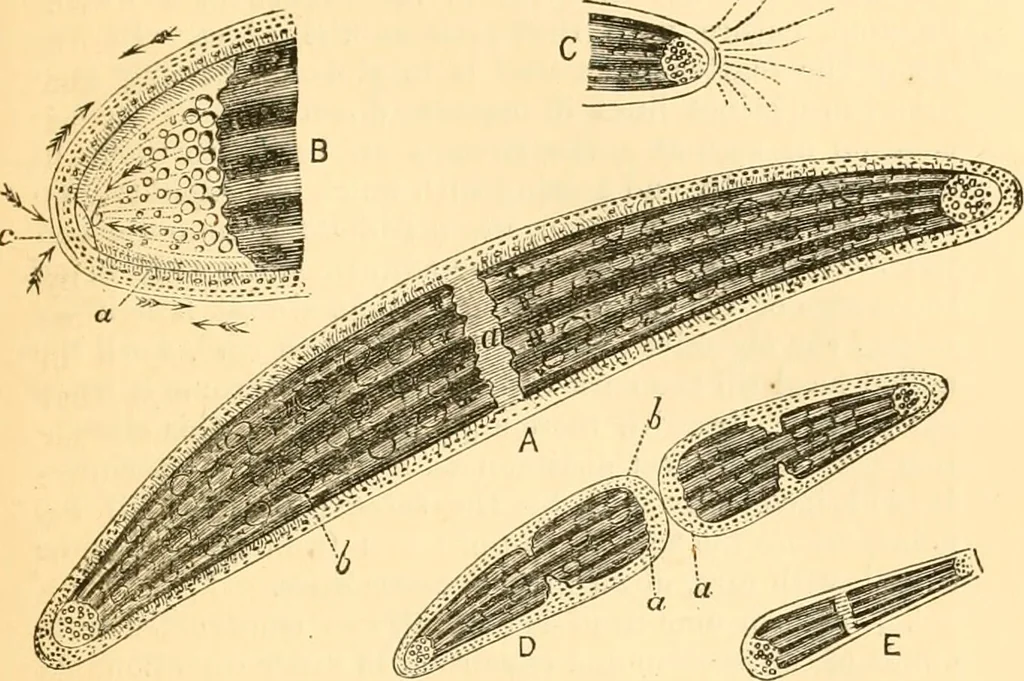 An illustration from The microscope : its history, construction, and application, being a familiar introduction to the use of the instrument, and the study of microscopial science / By Jabez Hogg ... with upwards of five hundred engravings and coloured illustrations by Tuffen West., 1867, leaf 315