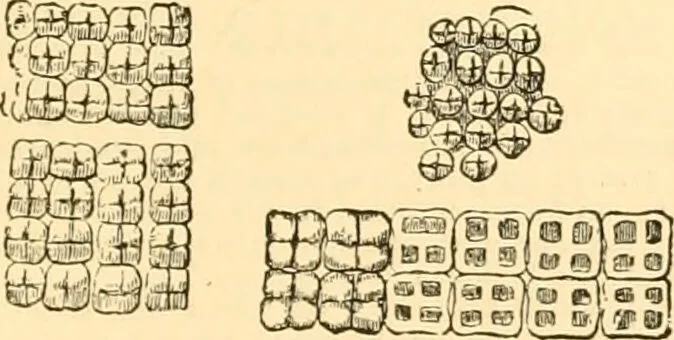 An illustration from The microscope : its history, construction, and application, being a familiar introduction to the use of the instrument, and the study of microscopial science / By Jabez Hogg ... with upwards of five hundred engravings and coloured illustrations by Tuffen West., 1867, leaf 325