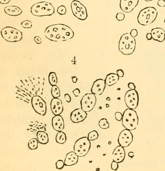 An illustration from The microscope : its history, construction, and application, being a familiar introduction to the use of the instrument, and the study of microscopial science / By Jabez Hogg ... with upwards of five hundred engravings and coloured illustrations by Tuffen West., 1867, leaf 329
