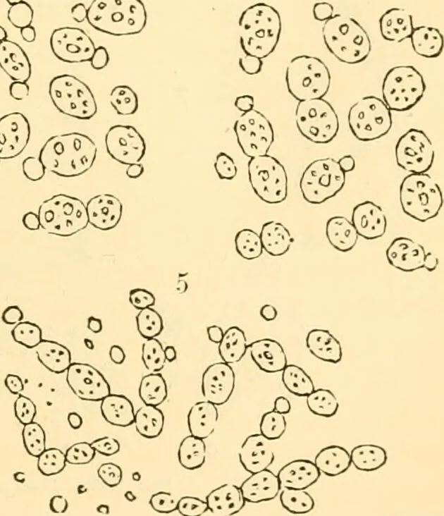 An illustration from The microscope : its history, construction, and application, being a familiar introduction to the use of the instrument, and the study of microscopial science / By Jabez Hogg ... with upwards of five hundred engravings and coloured illustrations by Tuffen West., 1867, leaf 329