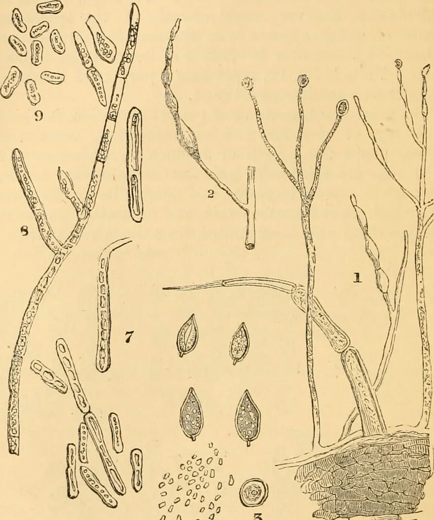 An illustration from The microscope : its history, construction, and application, being a familiar introduction to the use of the instrument, and the study of microscopial science / By Jabez Hogg ... with upwards of five hundred engravings and coloured illustrations by Tuffen West., 1867, leaf 330