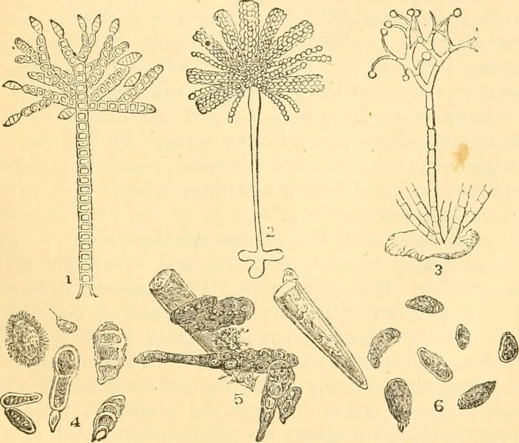 An illustration from The microscope : its history, construction, and application, being a familiar introduction to the use of the instrument, and the study of microscopial science / By Jabez Hogg ... with upwards of five hundred engravings and coloured illustrations by Tuffen West., 1867, leaf 331