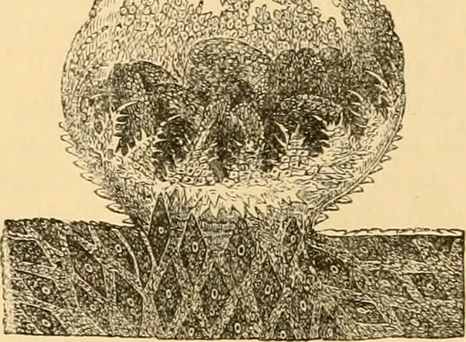 An illustration from The microscope : its history, construction, and application, being a familiar introduction to the use of the instrument, and the study of microscopial science / By Jabez Hogg ... with upwards of five hundred engravings and coloured illustrations by Tuffen West., 1867, leaf 338