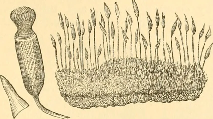 An illustration from The microscope : its history, construction, and application, being a familiar introduction to the use of the instrument, and the study of microscopial science / By Jabez Hogg ... with upwards of five hundred engravings and coloured illustrations by Tuffen West., 1867, leaf 339