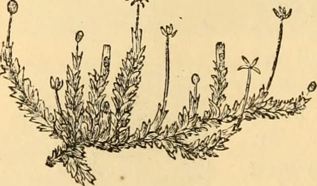 An illustration from The microscope : its history, construction, and application, being a familiar introduction to the use of the instrument, and the study of microscopial science / By Jabez Hogg ... with upwards of five hundred engravings and coloured illustrations by Tuffen West., 1867, leaf 340