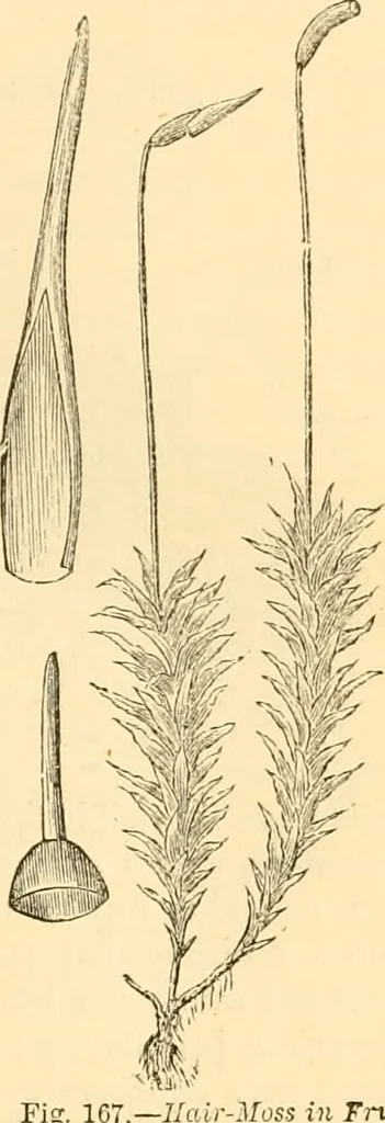 An illustration from The microscope : its history, construction, and application, being a familiar introduction to the use of the instrument, and the study of microscopial science / By Jabez Hogg ... with upwards of five hundred engravings and coloured illustrations by Tuffen West., 1867, leaf 341