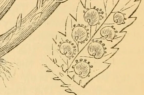 An illustration from The microscope : its history, construction, and application, being a familiar introduction to the use of the instrument, and the study of microscopial science / By Jabez Hogg ... with upwards of five hundred engravings and coloured illustrations by Tuffen West., 1867, leaf 342