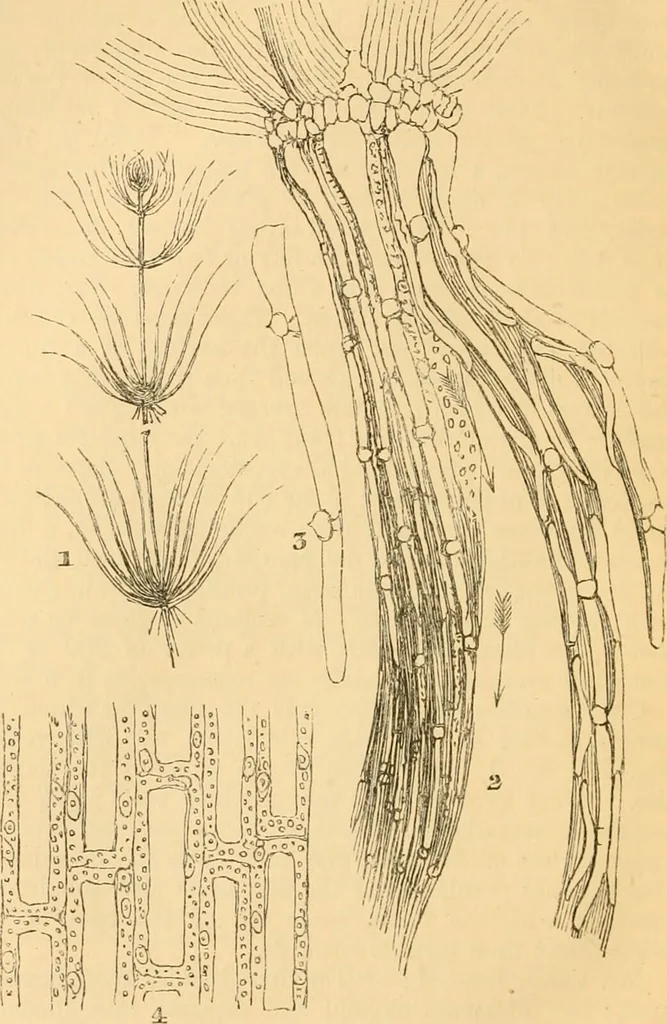 An illustration from The microscope : its history, construction, and application, being a familiar introduction to the use of the instrument, and the study of microscopial science / By Jabez Hogg ... with upwards of five hundred engravings and coloured illustrations by Tuffen West., 1867, leaf 346