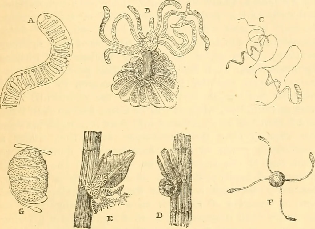 An illustration from The microscope : its history, construction, and application, being a familiar introduction to the use of the instrument, and the study of microscopial science / By Jabez Hogg ... with upwards of five hundred engravings and coloured illustrations by Tuffen West., 1867, leaf 347