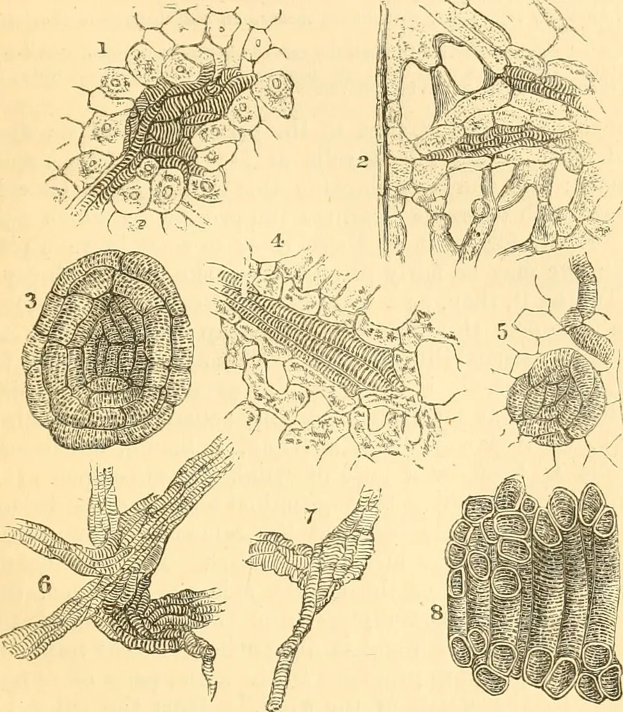 An illustration from The microscope : its history, construction, and application, being a familiar introduction to the use of the instrument, and the study of microscopial science / By Jabez Hogg ... with upwards of five hundred engravings and coloured illustrations by Tuffen West., 1867, leaf 357