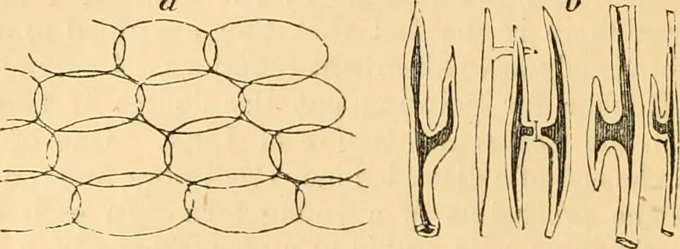 An illustration from The microscope : its history, construction, and application, being a familiar introduction to the use of the instrument, and the study of microscopial science / By Jabez Hogg ... with upwards of five hundred engravings and coloured illustrations by Tuffen West., 1867, leaf 362