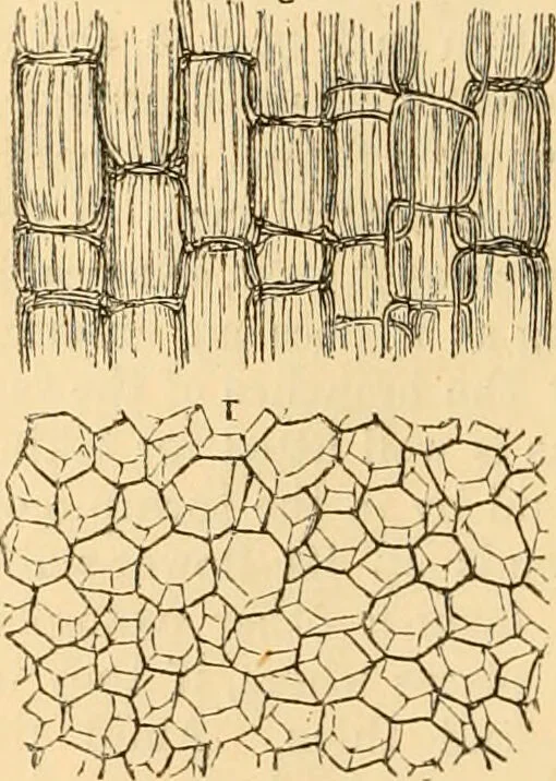 An illustration from The microscope : its history, construction, and application, being a familiar introduction to the use of the instrument, and the study of microscopial science / By Jabez Hogg ... with upwards of five hundred engravings and coloured illustrations by Tuffen West., 1867, leaf 362