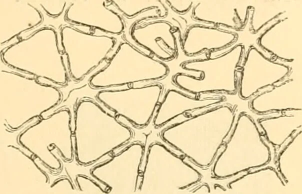 An illustration from The microscope : its history, construction, and application, being a familiar introduction to the use of the instrument, and the study of microscopial science / By Jabez Hogg ... with upwards of five hundred engravings and coloured illustrations by Tuffen West., 1867, leaf 363